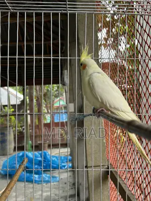 ককাটেল পাখি
