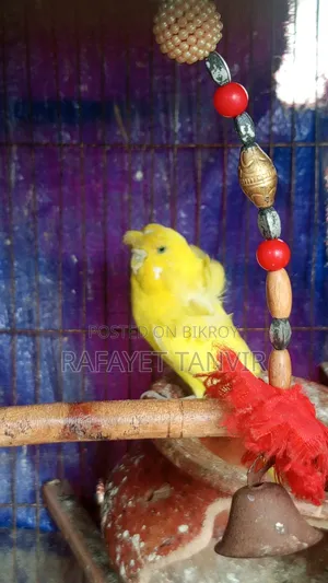 Budjigar Pakhii Sell Post