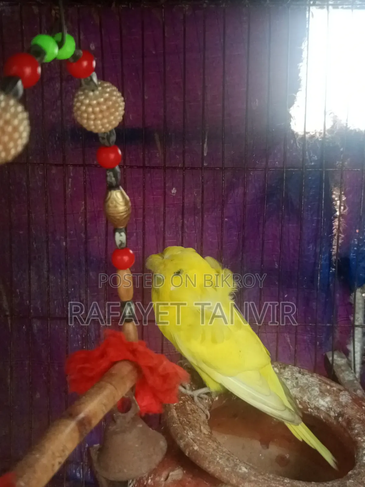 Budjigar Pakhii Sell Post