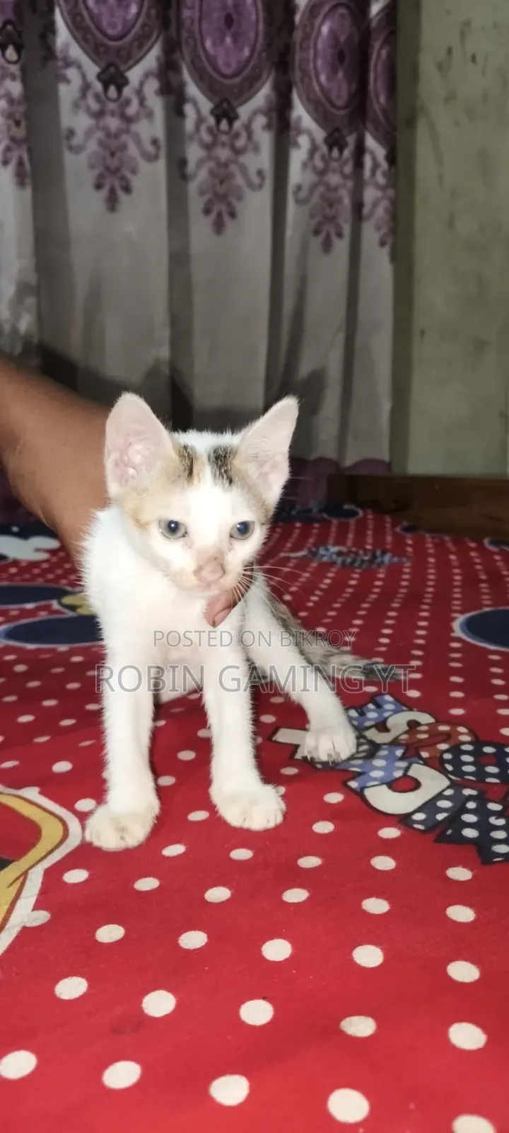 ১-৩ মাস বয়সী ফিমেল পিউরব্রেড মংগ্রেল (নো ব্রিড)
