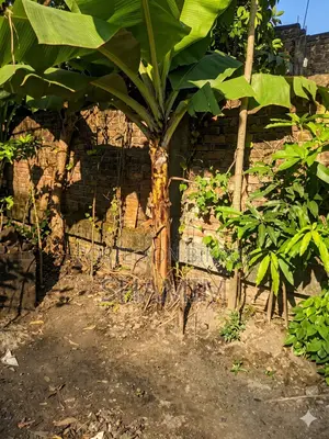 ছোট আকারের গাছ। বিদেশি জাতের কলা। শামীম আহমেদ
