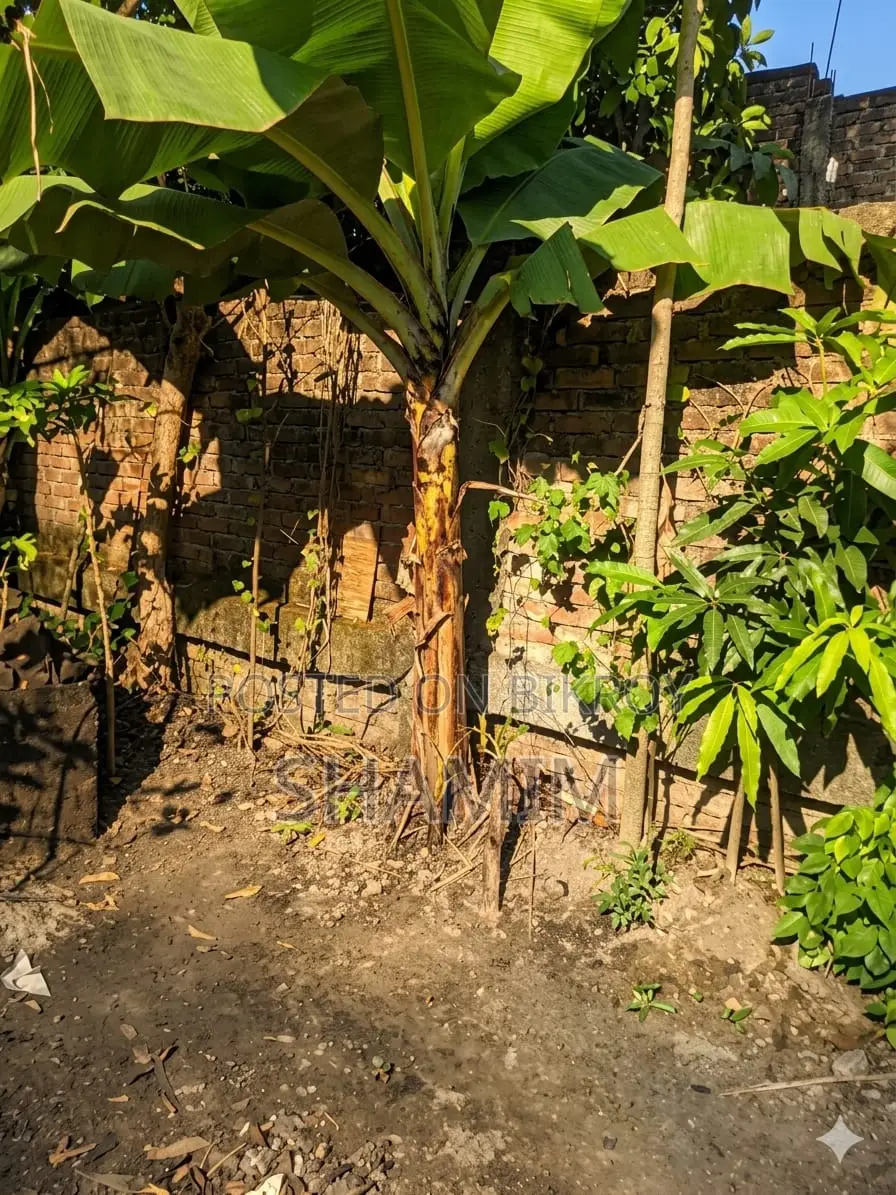 Tree small size. Foreign variety Banana. Shamim Ahmed