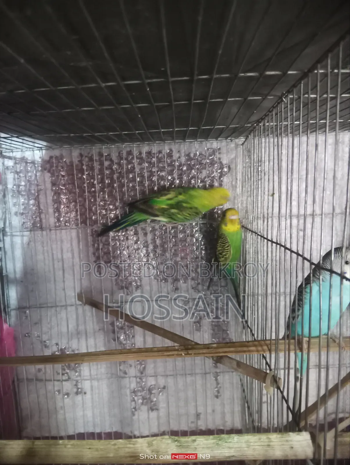 বাজারিকা পাখি সেল করা হয়