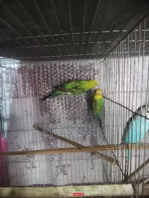 বাজারিকা পাখি সেল করা হয়
