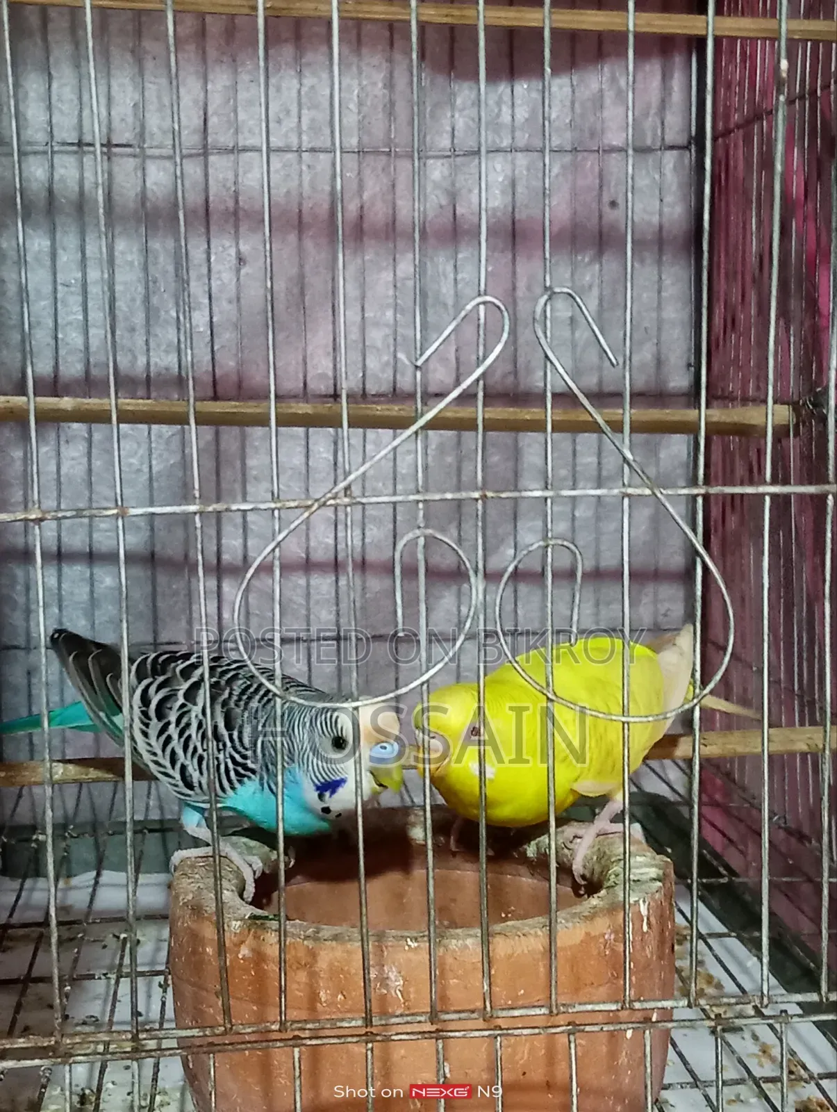 বাজারিকা পাখি সেল করা হয়