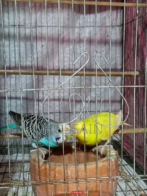 বাজারিকা পাখি সেল করা হয়