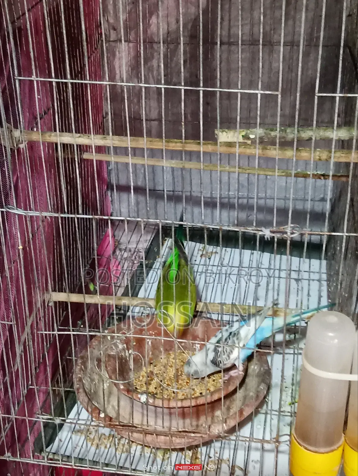 বাজারিকা পাখি সেল করা হয়