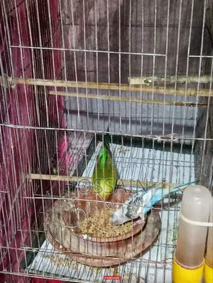 বাজারিকা পাখি সেল করা হয়