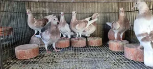 রেসার বেবি (রেড চেকার মিলি)