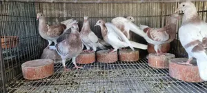 রেসার বেবি (রেড চেকার মিলি)