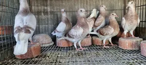 রেসার বেবি (রেড চেকার মিলি)