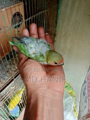 লাভ বার্ড ট্যাম বেবী বিক্রি হবে লোকেশন ফতুল্লা স্টেডিয়াম