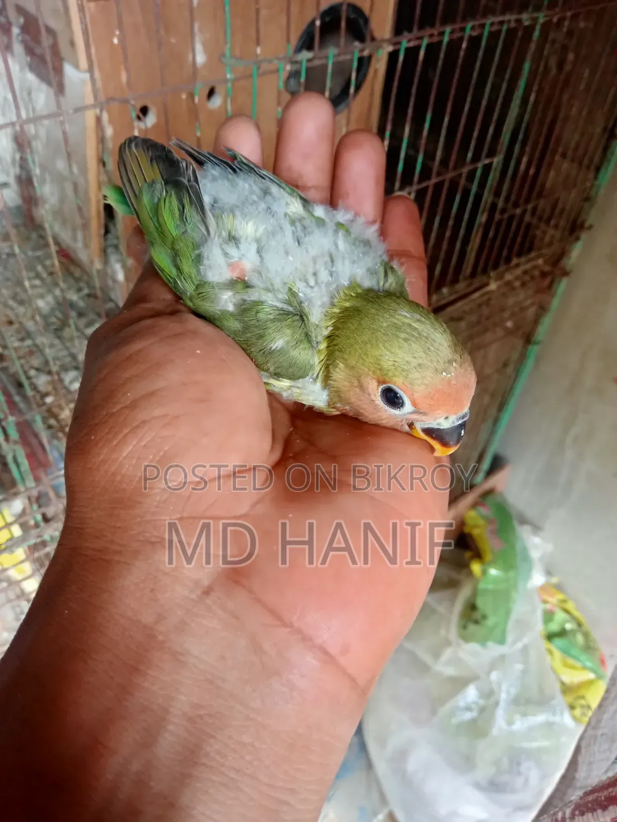 লাভ বার্ড ট্যাম বেবী বিক্রি হবে লোকেশন ফতুল্লা স্টেডিয়াম