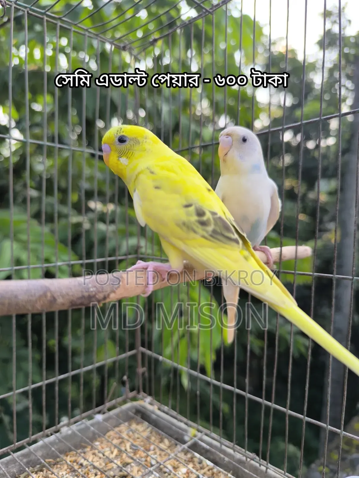 বিক্রির জন্য ৩ জোড়া বাজরিগর পাখি