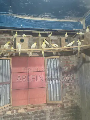 ককাটেল পাখি