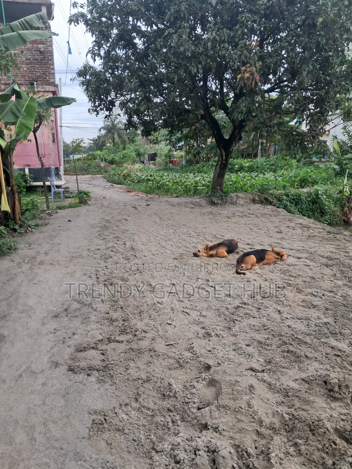 কাগজপত্র আপটুডেট ফ্রেশ জমি সরাসরি মালিকের থেকে নিতে পারবেন