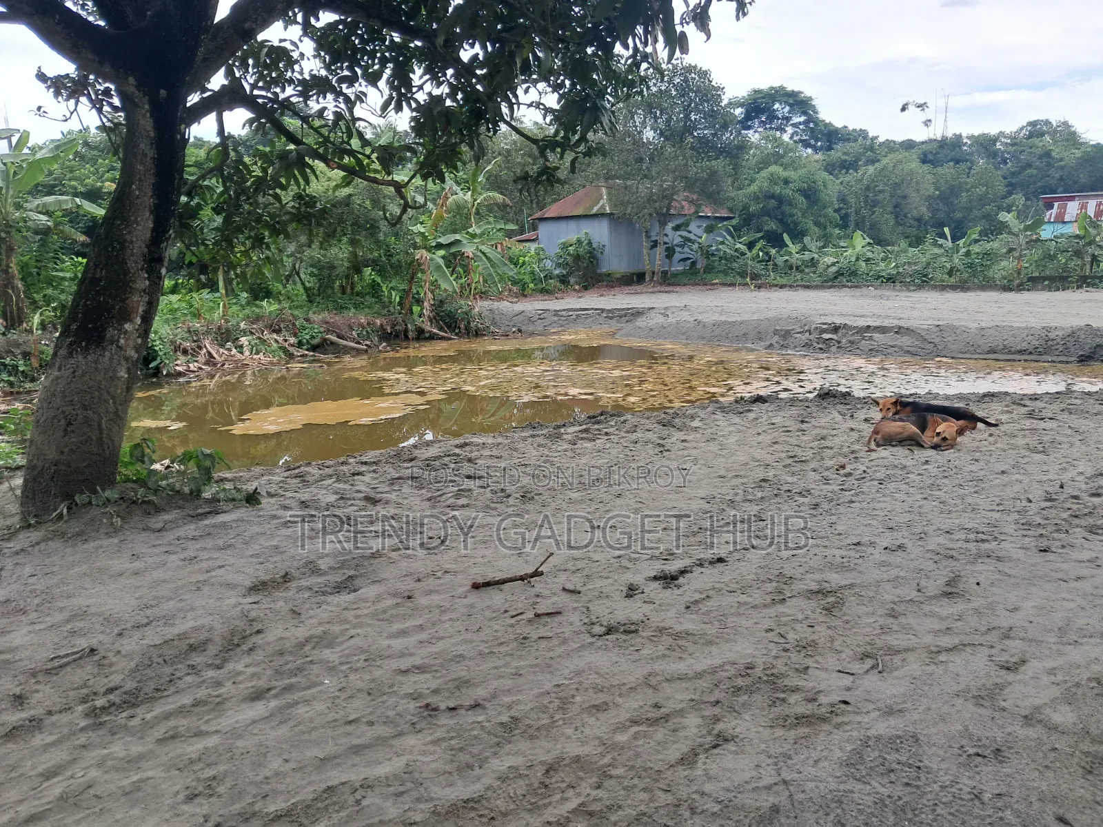 কাগজপত্র আপটুডেট ফ্রেশ জমি সরাসরি মালিকের থেকে নিতে পারবেন