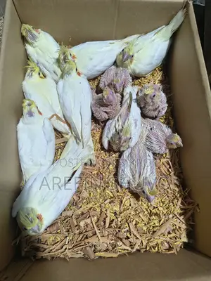 ককাটেল বেবি