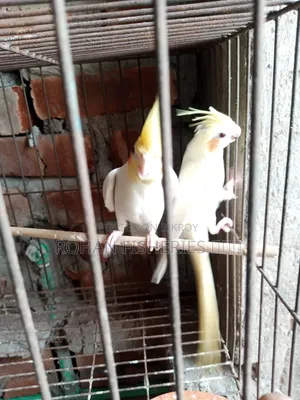 পাখি বিক্রয়!