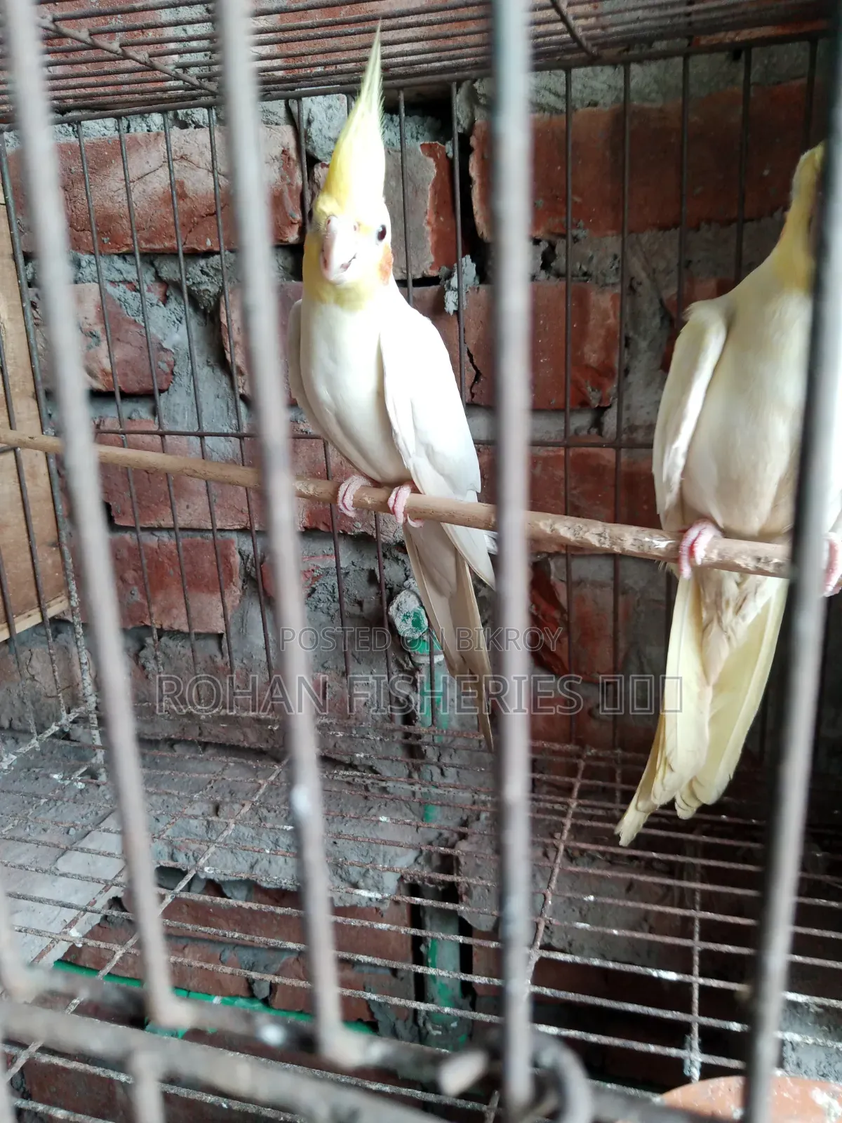 পাখি বিক্রয়!