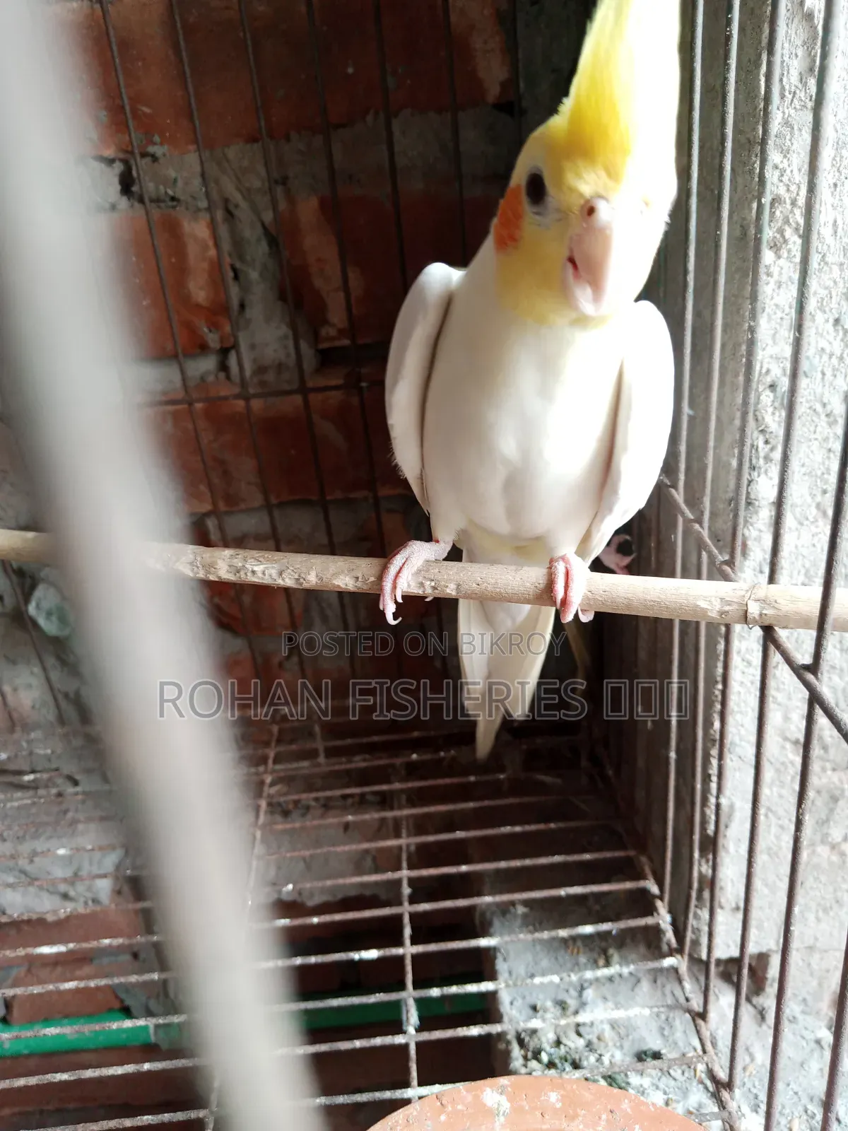 পাখি বিক্রয়!