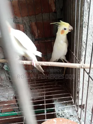 পাখি বিক্রয়!