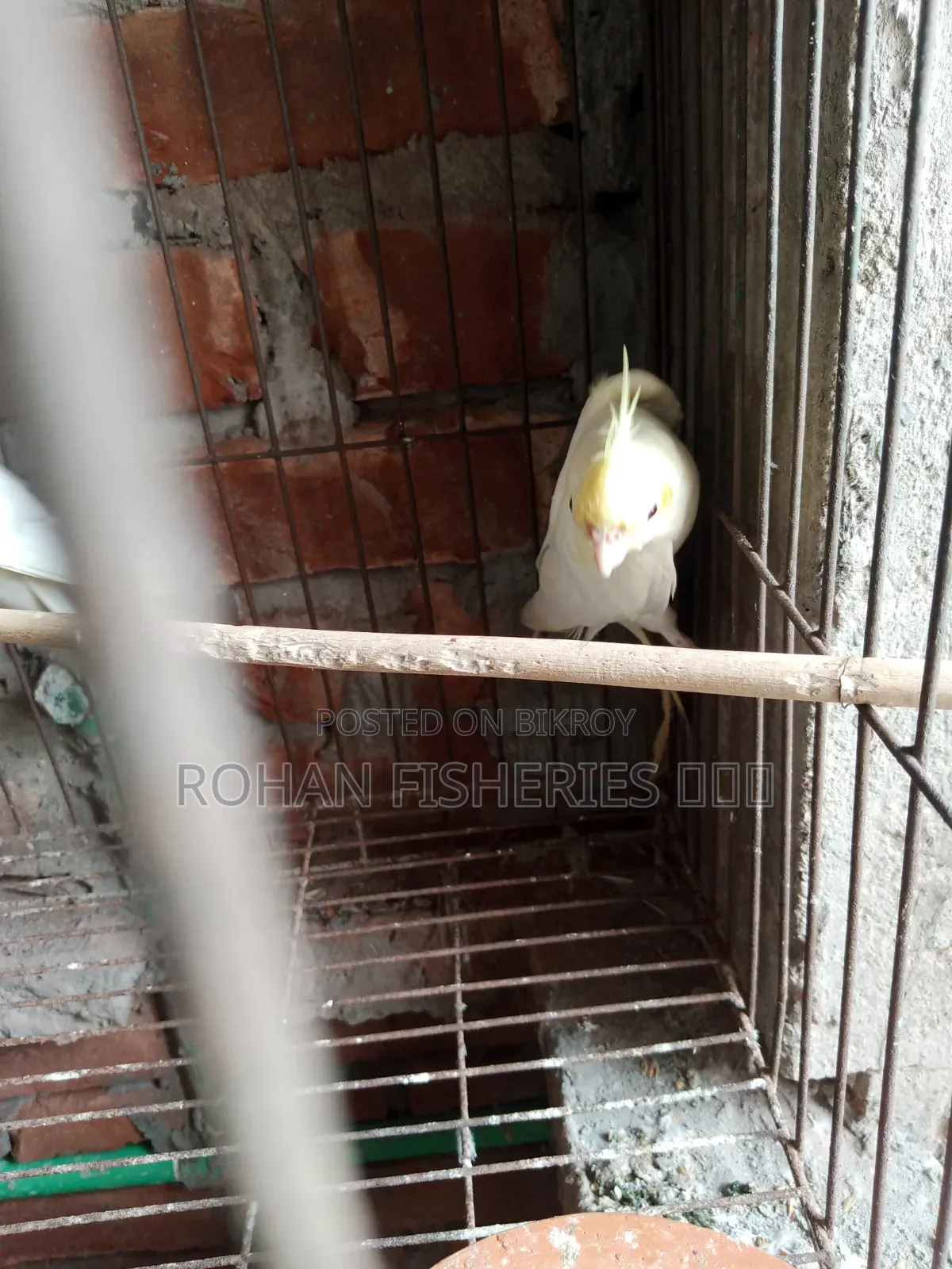 পাখি বিক্রয়!