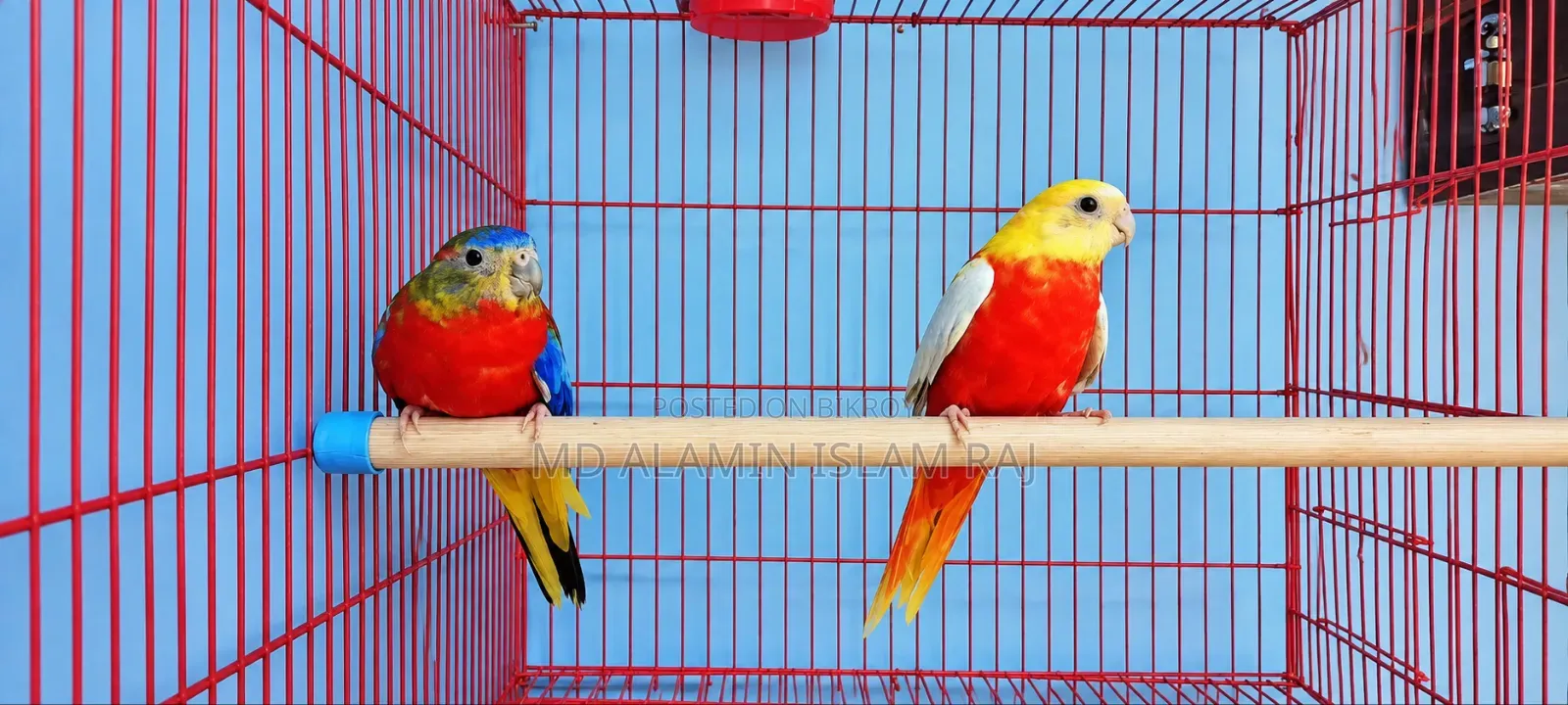 Turquoise Red Opaline Male Age 8 Months, Female Rubino Age 7 Months