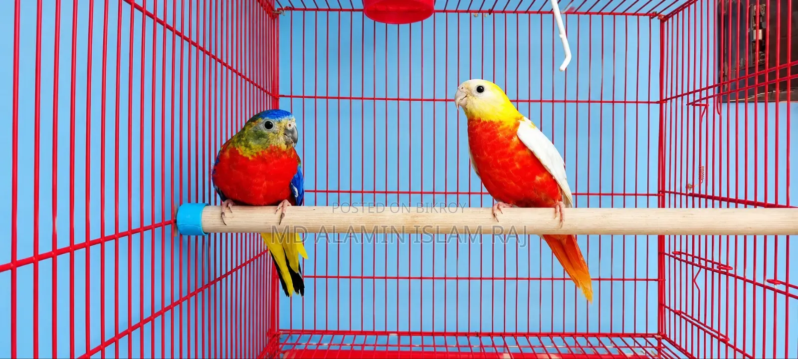 Turquoise Red Opaline Male Age 8 Months, Female Rubino Age 7 Months