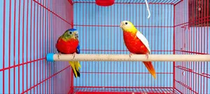 Turquoise Red Opaline Male Age 8 Months, Female Rubino Age 7 Months