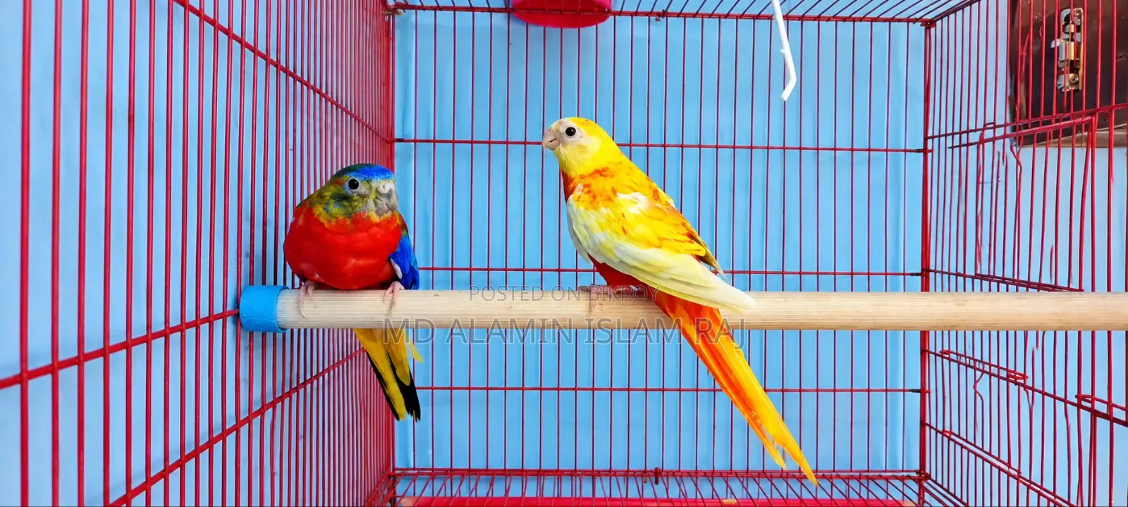 Turquoise Red Opaline Male Age 8 Months, Female Rubino Age 7 Months