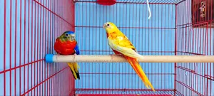 Turquoise Red Opaline Male Age 8 Months, Female Rubino Age 7 Months