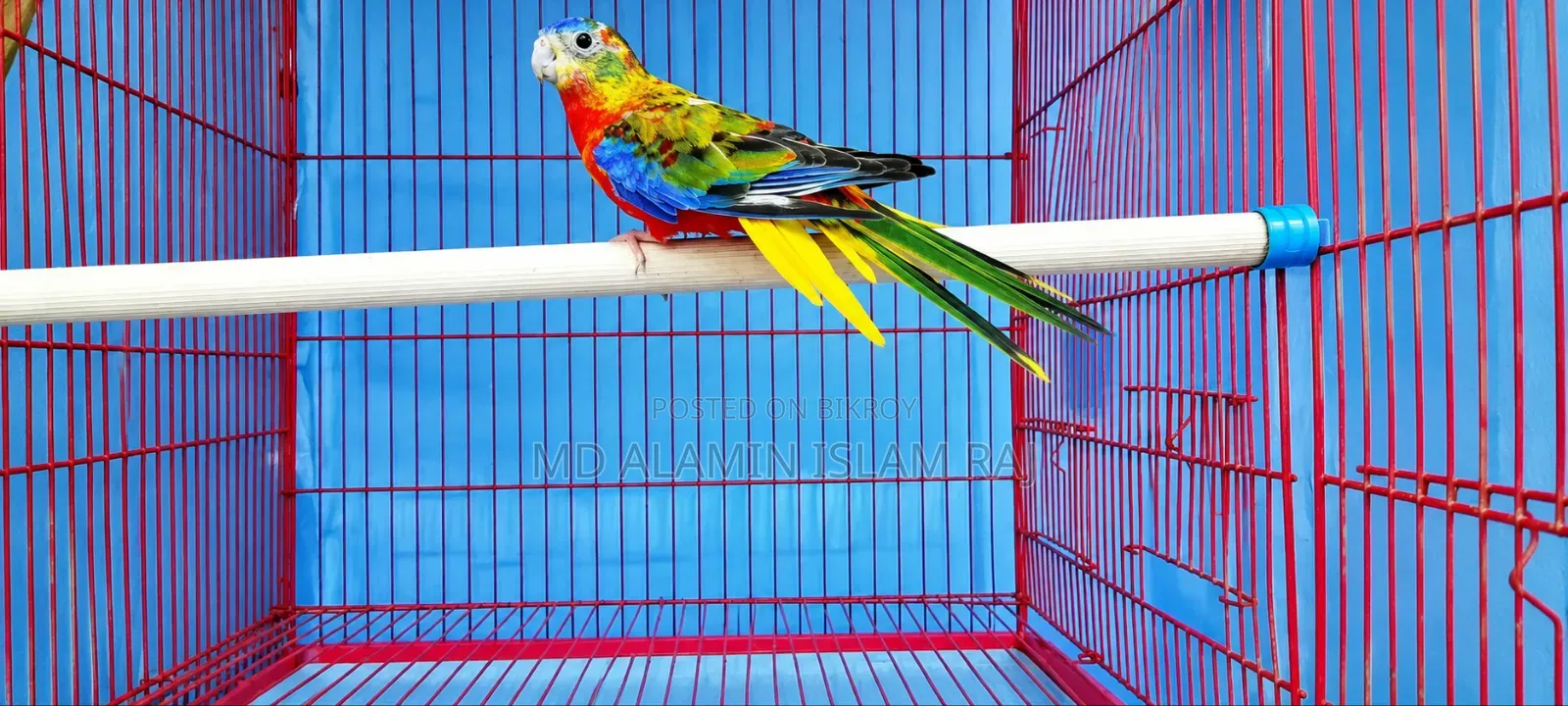 Turquoise Red Opaline Male Age 8 Months, Female Rubino Age 7 Months
