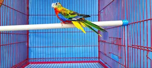 Turquoise Red Opaline Male Age 8 Months, Female Rubino Age 7 Months