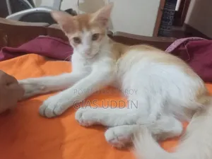 1-3 Months Female Mixed Breed Mongrel (No Breed)