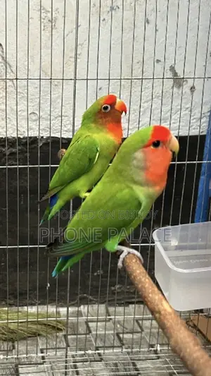 Green Peace Face Love Bird (Master Pair)