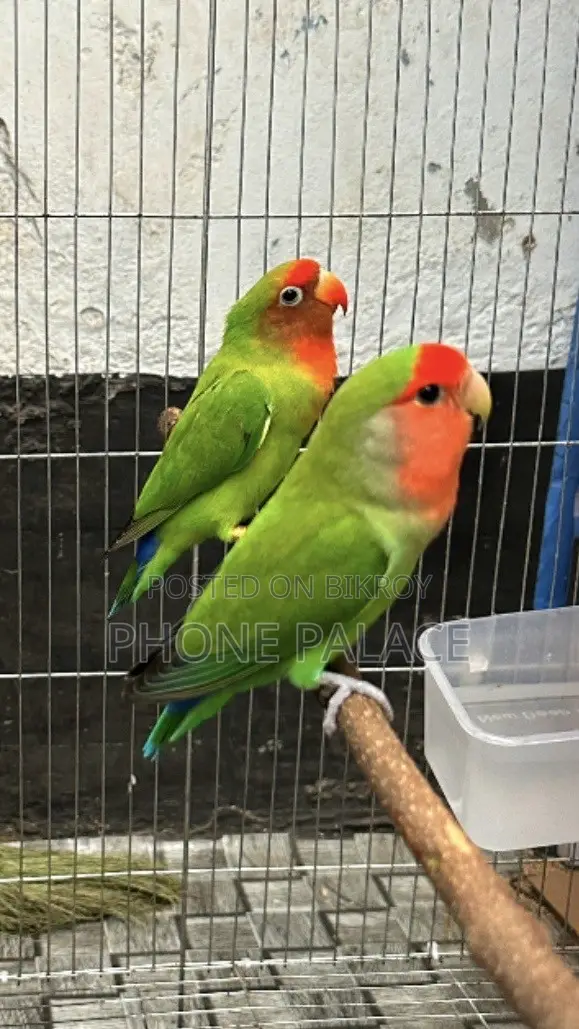 Green Peace Face Love Bird (Master Pair)