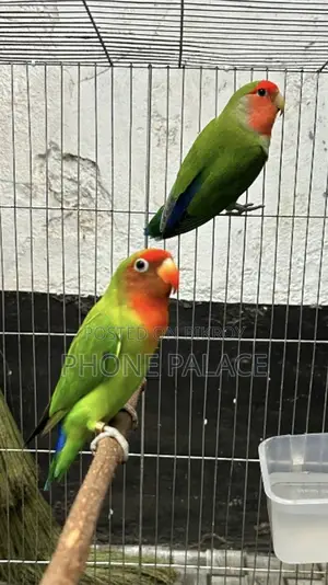 Green Peace Face Love Bird (Master Pair)