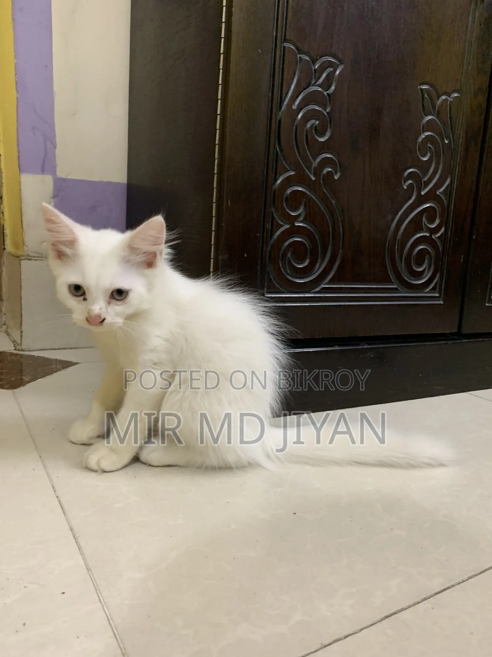 ১-৩ মাস বয়সী ফিমেল মিক্সড ব্রিড পার্সিয়ান