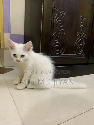 ১-৩ মাস বয়সী ফিমেল মিক্সড ব্রিড পার্সিয়ান