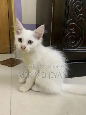 1-3 months Female Mixed Breed Persian