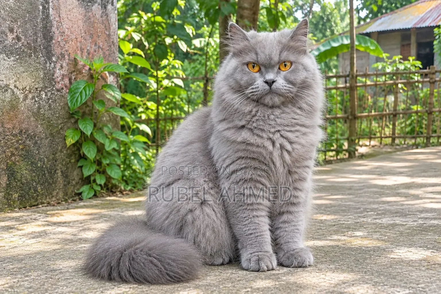 1+ year Female Purebred Persian