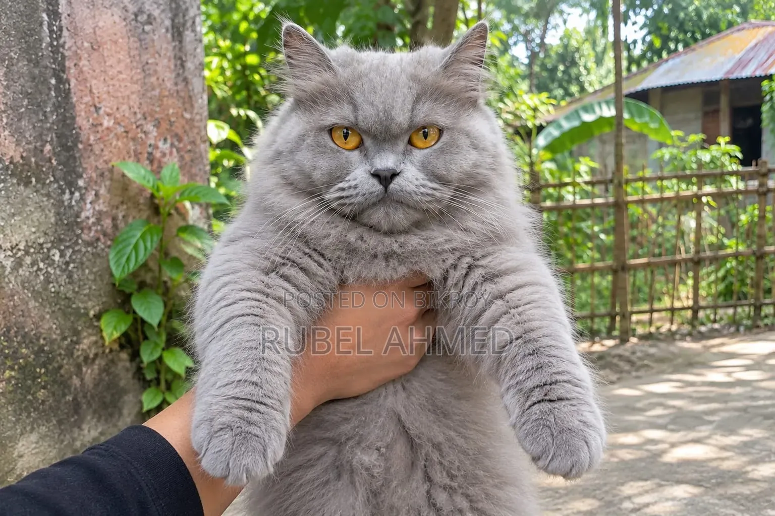 1+ year Female Purebred Persian