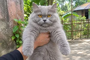 1+ year Female Purebred Persian