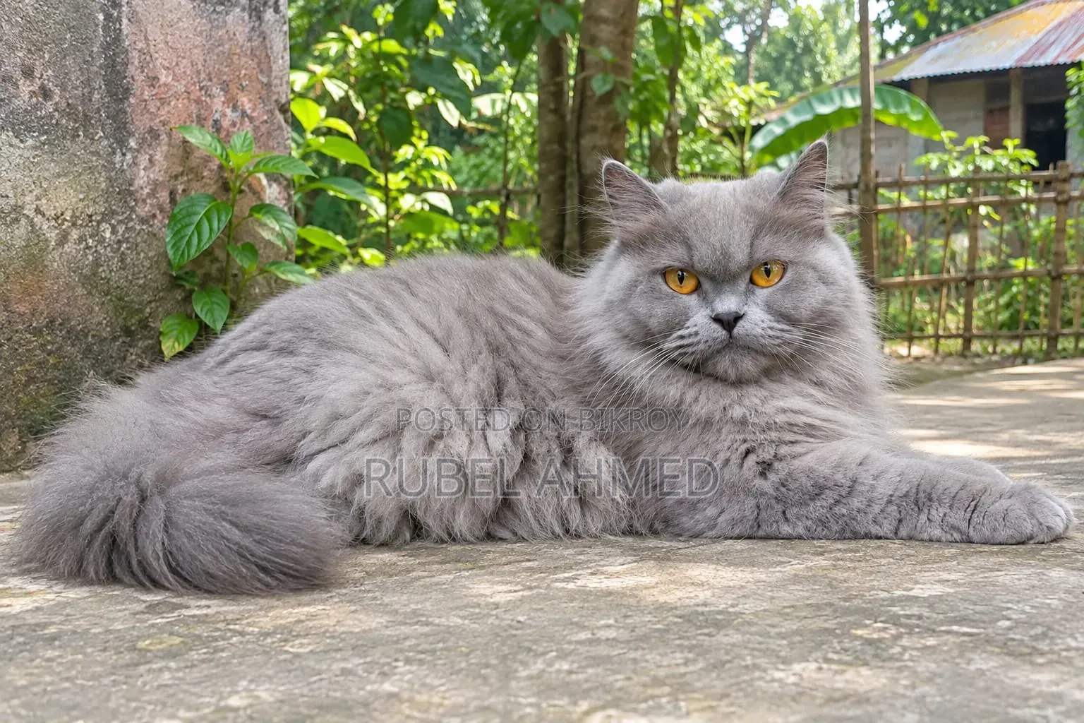 1+ year Female Purebred Persian