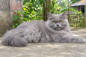 1+ year Female Purebred Persian