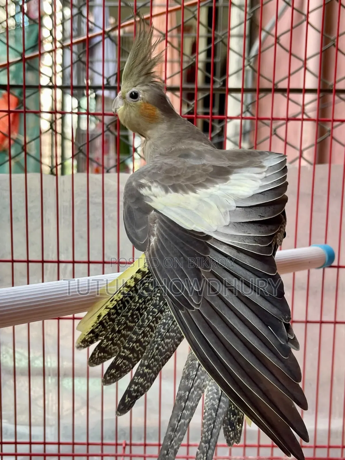 Female Cockatiel (Half Tame)