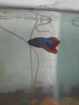 মেল বেটা ফিশ হাফমুন