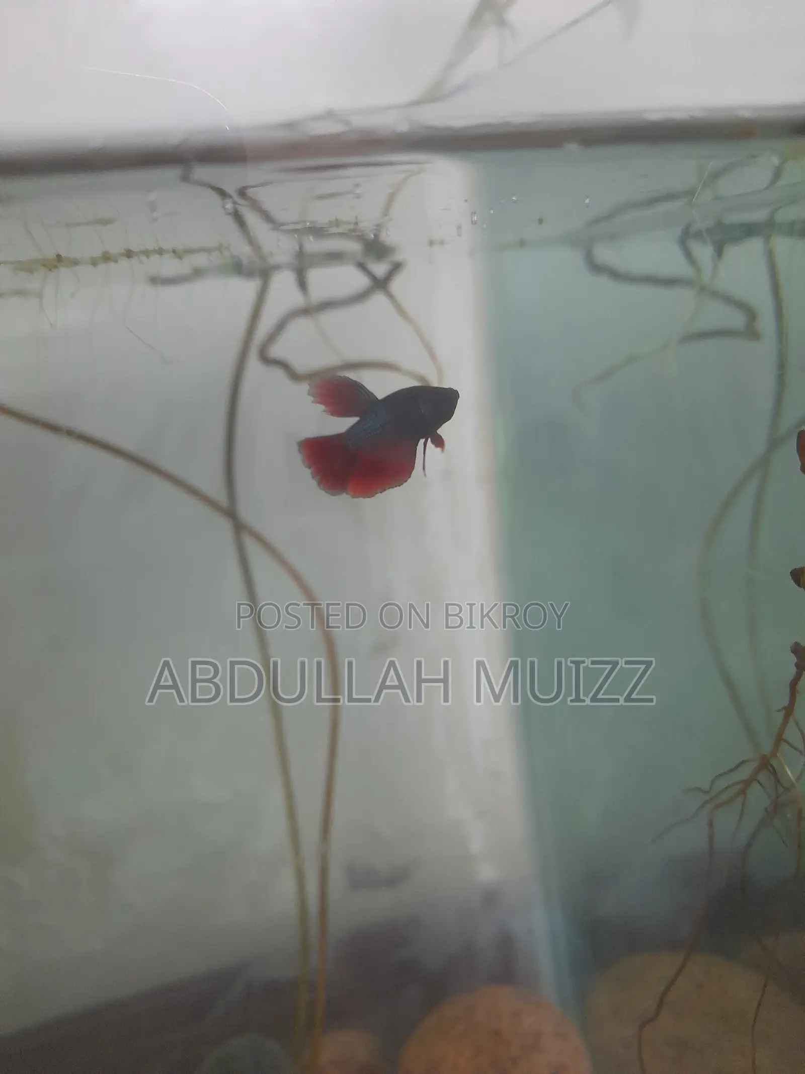মেল বেটা ফিশ হাফমুন