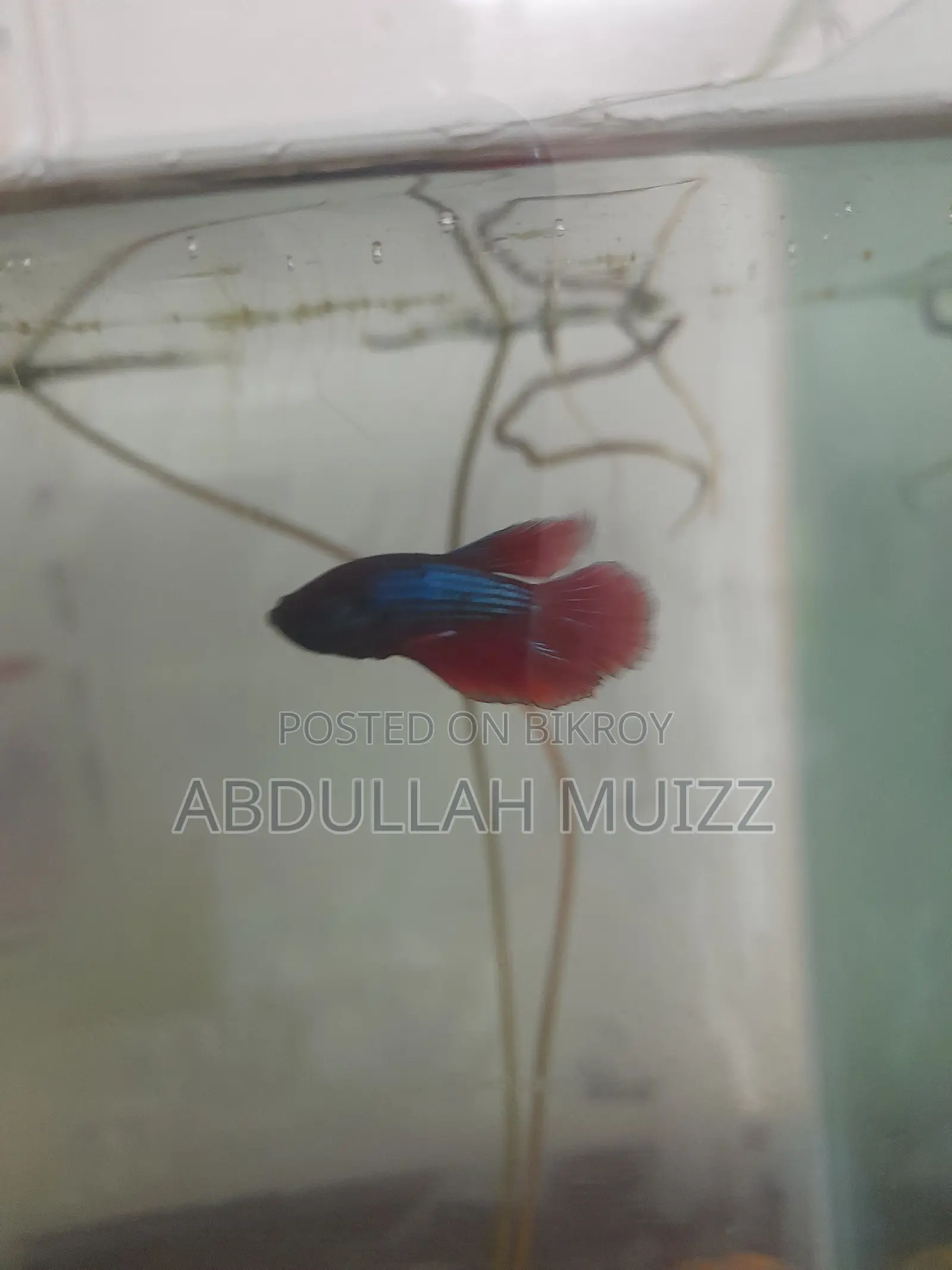 মেল বেটা ফিশ হাফমুন